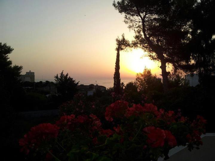 كونكا سبيكيولا Villa Flora Studios & Apartments المظهر الخارجي الصورة